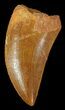 Serrated, Carcharodontosaurus Tooth #52861-1